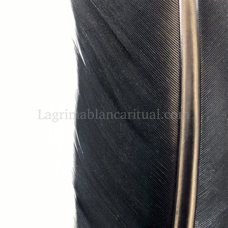 Detalle Pluma Negra de Ganso (Oca macho)